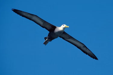 Unveiling the World's Largest Flying Birds by Wingspan and Weight
