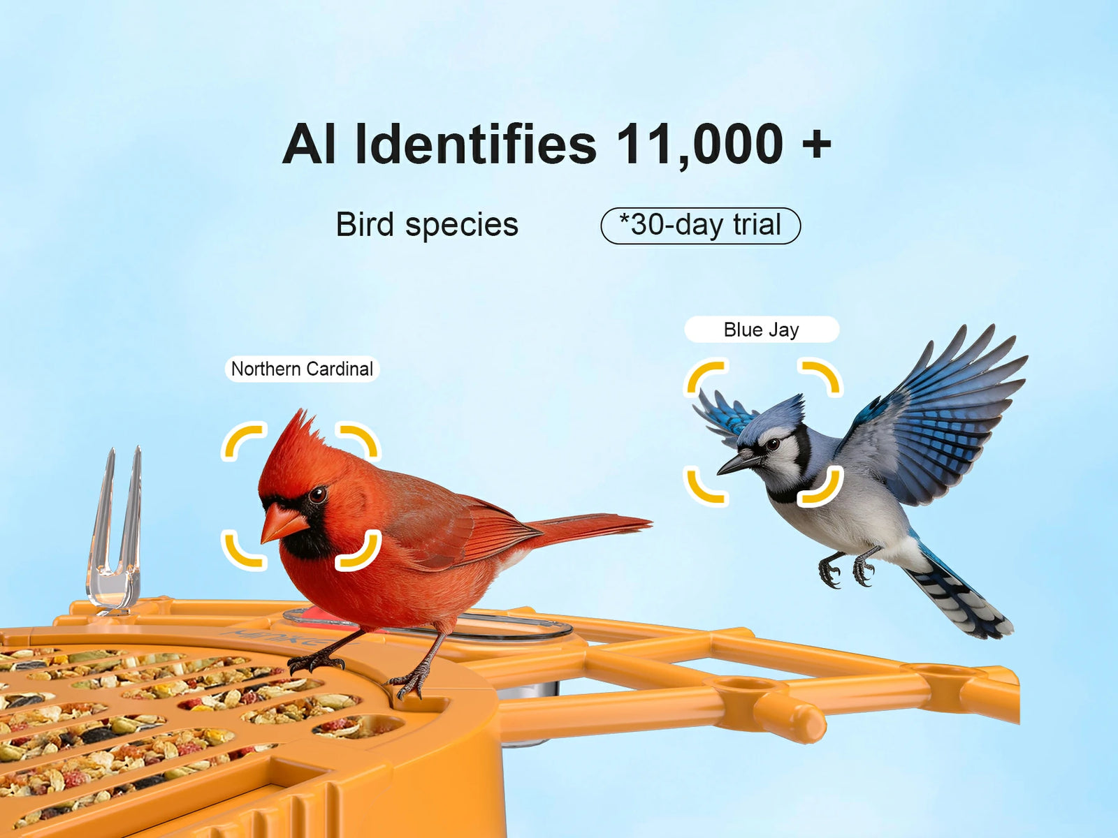 AI Recognition of 11000+ Bird Species