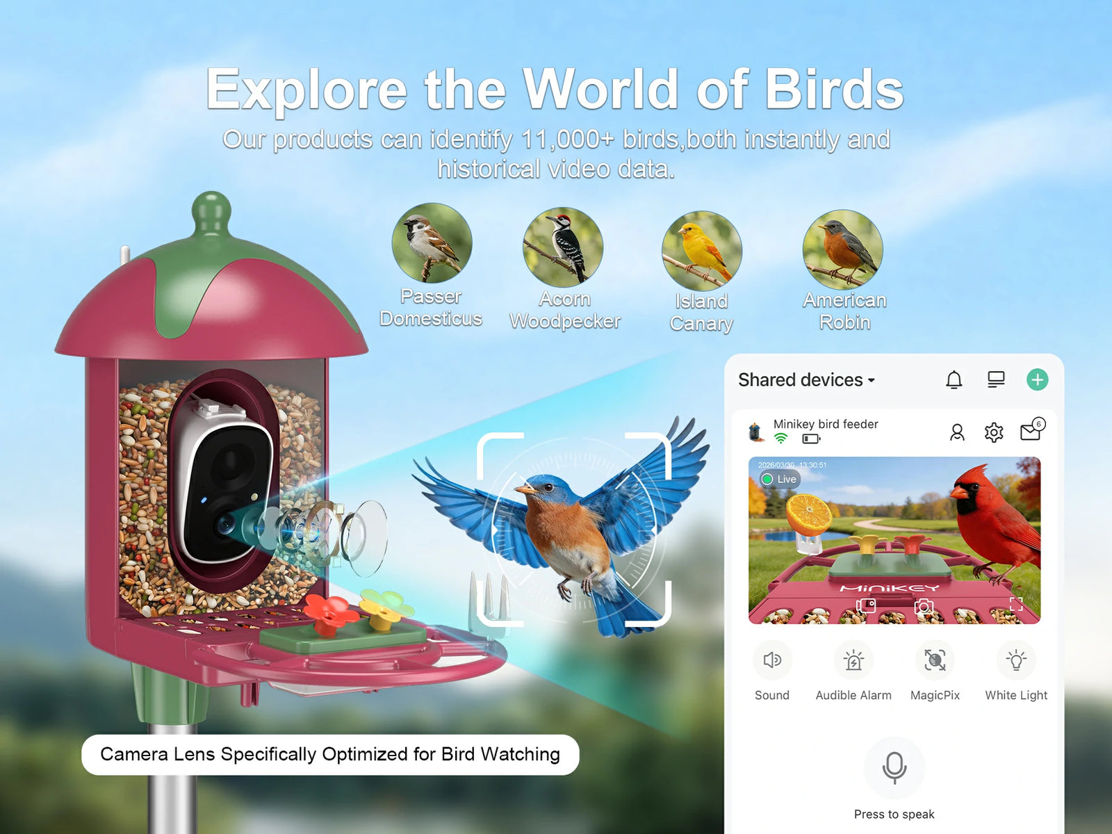 AI Recognition of 11000+ Bird Species
